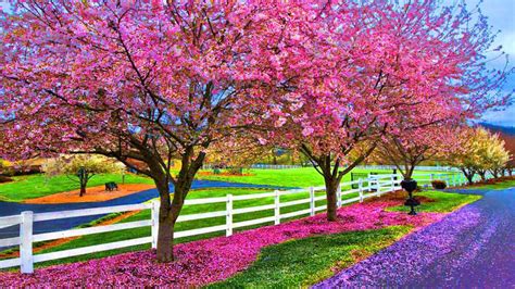 Spring Colorful Wallpapers Wallpaper Cave
