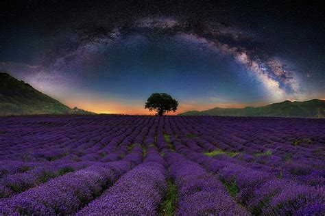 Lavender Field With Rows Lines At Night With Milky Way Ark At Sky