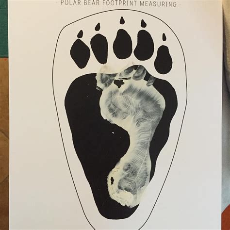 Polar Bear Polar Bear Footprint Comparison 발자국