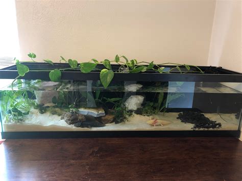 Custom 33 Long I Planted For My Two Axolotls My First Planted Tank