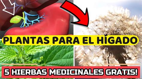 Plantas Para Curar El Higado Graso Medicina Natural Youtube