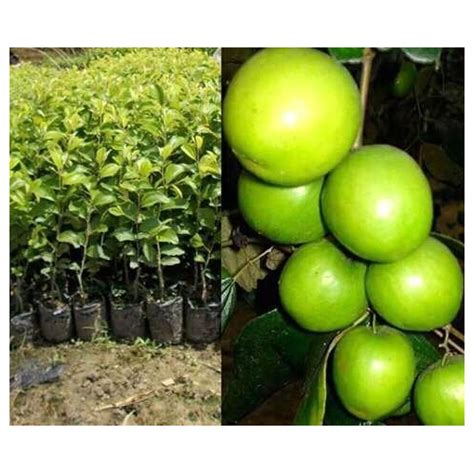 Clone Green Apple Ber Plant At Rs 3500piece ऐप्पल बेर प्लांट In Hanumangarh Id 20110706497