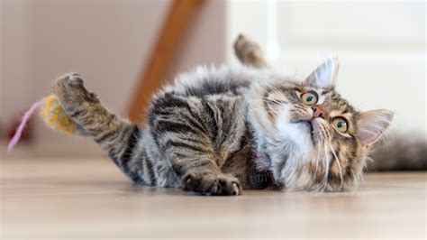 Over 302 free stylish stock photos of cat. Surprised Cat on the floor image - Free stock photo ...