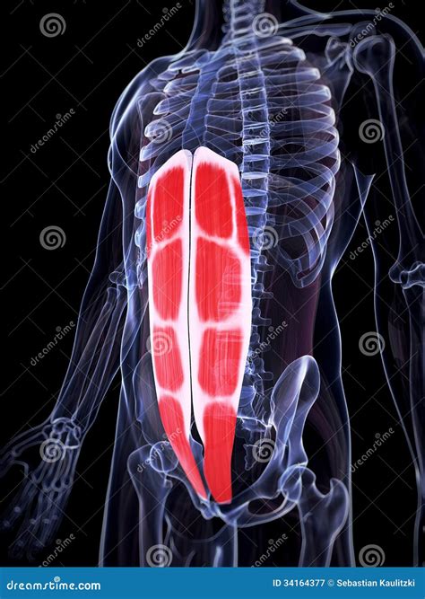 The Abdominal Muscles Stock Illustration Illustration Of Muscles