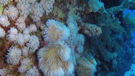 Fungia Mushroom Coral Underwater On Ocean Stock Footage Video 100