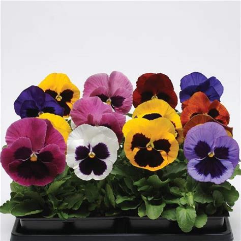 Wave 10 In Pansy Spring Matrix Blotch Mix Annual Live Plant In Hanging