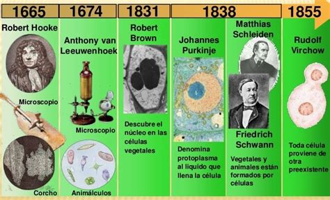 Antecedentes De La Teoría Celular Solo Ciencia