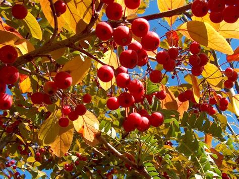Robinson Crabapple Fall Color And Showy Berries Crabapple Tree