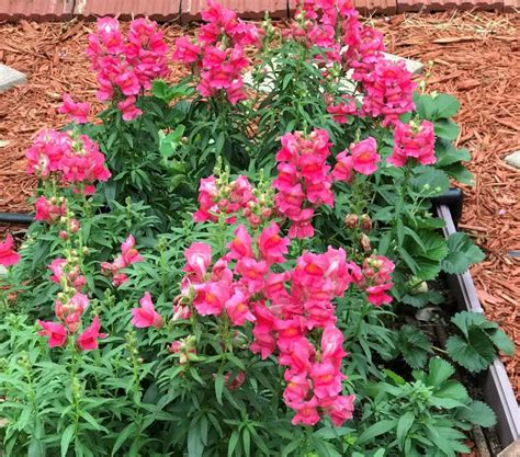 How To Grow Snapdragons From Seed In Texas Wellness Gardens
