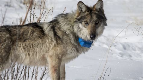 After Rising To Record 110 Mexican Wolves Endangered Animals Dropped To 97