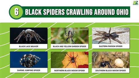 Discover 6 Black Spiders Crawling Around Ohio Are They Dangerous