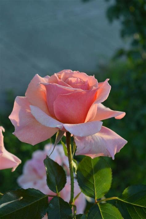 Pin By Kallol Bhattacharya On My Rose Beautiful Roses Beautiful
