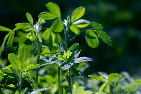 Alfalfa Beneficios Y Cultivo Cofepasa
