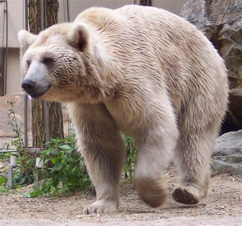 Syrian Brown Bear Wikipedia