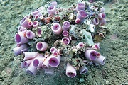 港水域發現3石珊瑚新品種 浸大團隊：全球首現 料東面會有更多發現 - 香港文匯報