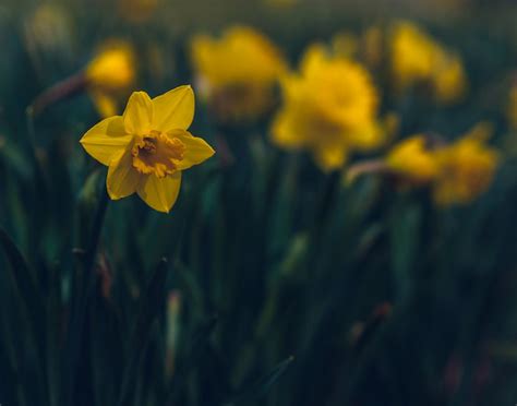 Spring Has Sprung Daffodils In Bloom Spring 2016 Nathan Jones