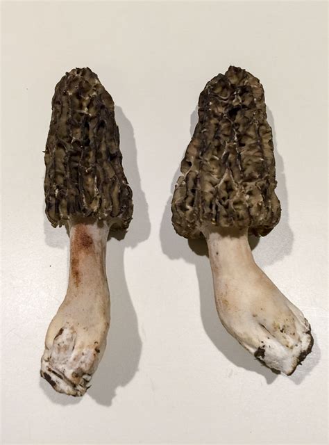Morchella angusticeps | Western Pennsylvania Mushroom Club