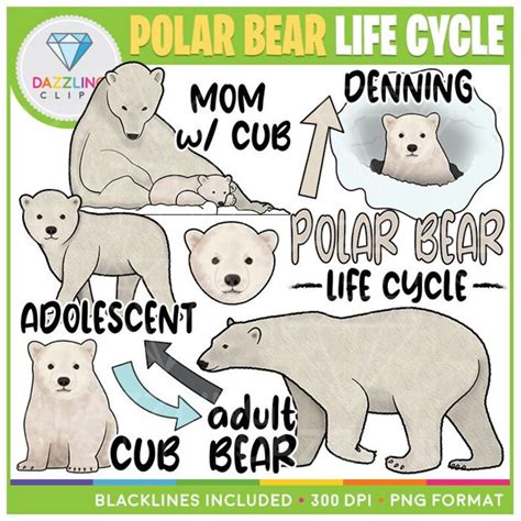 Polar Bear Life Cycle Clip Art Instant Download Educational Clipart