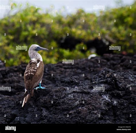Blue Footed Bird On The Galapagos Island Islas Galapagos