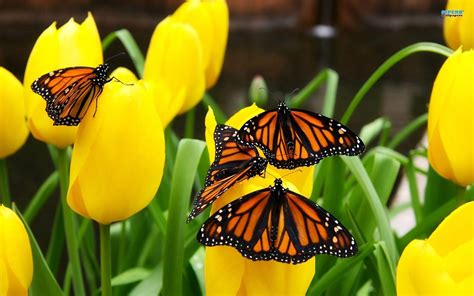 The best gifs are on giphy. Monarch Butterfly Wallpapers - Wallpaper Cave