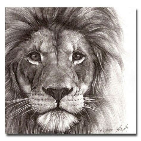 Sometimes a design includes a separate line drawing, which is drawn on a different sheet and used so that the artist doesn't need to draw their own new outline with each tattoo. Stunning Lion drawing … | Lion face drawing, Lion drawing ...