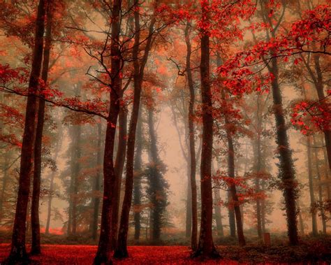 Wallpaper Beautiful Autumn Trees Red Leaves Fog Forest 2560x1600 Hd
