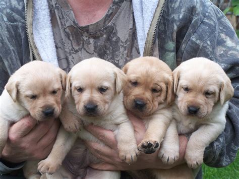 If you're looking for one of the best oregon lab puppies you've come to the right place. Golden labrador puppies oregon | Dogs, breeds and everything about our best friends.