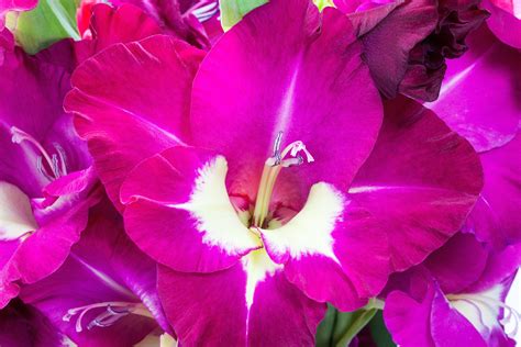 When's the best time, and when do they bloom? Gladiolus: How to Plant, Grow, and Care for Gladiolus ...