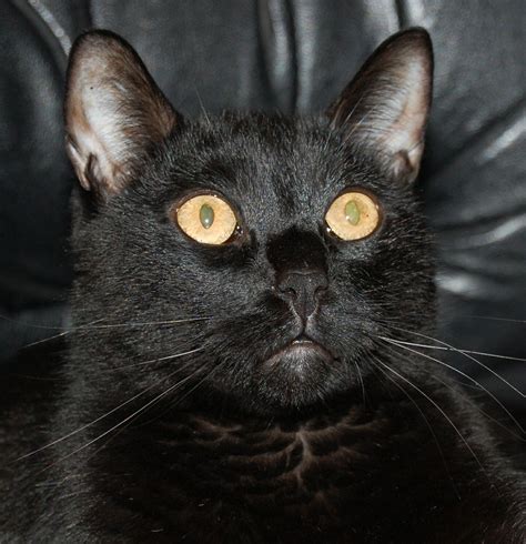 Beautiful Baboo Black Cat Animal Shelter Kitty