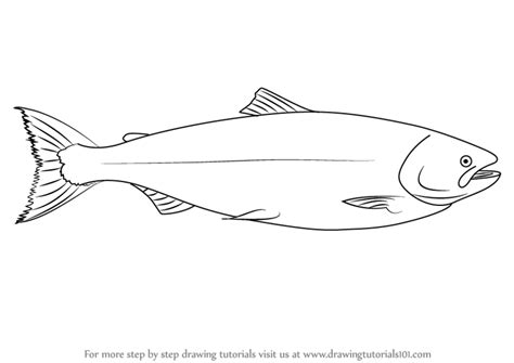 How to draw a salmon fish easy. Learn How to Draw a Salmon (Fishes) Step by Step : Drawing ...