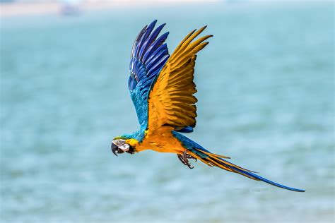 Macaw Parrot Birds Hd 4k 5k Flying 5k Wallpaper Hdwallpaper