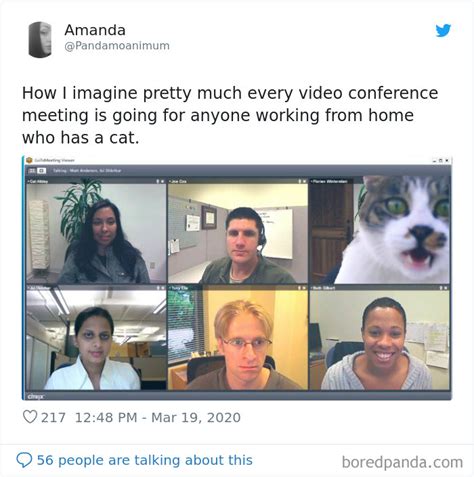 Funny Cat Zoom Meeting Meme These Hilarious Zoom Memes Are Way To