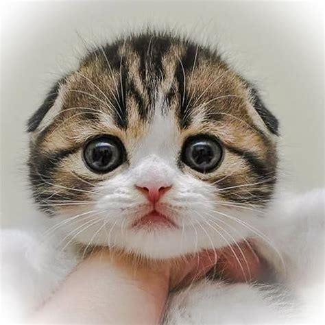 Cute Scottish Fold Kittens