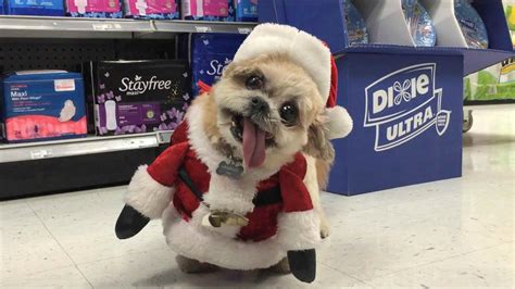 Here Are Some Photos Of Pets Wearing Christmas Costumes Riot Fest