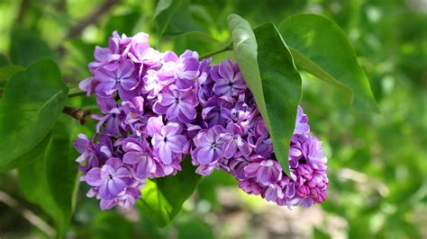 Trova le migliori immagini gratuite di hd fiori naturali. Sfondi primavera HD per desktop - fiori lilla | sfondi HD gratis