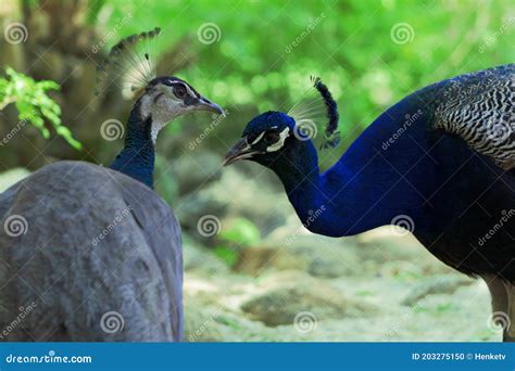Two Peacocks Male And Female Looking At Each Other Lovingly On A Blur