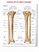 Huesos de La Tibia y Perone