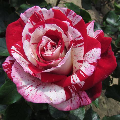 Find A Rose By Colour Stunning Shades Garden Roses