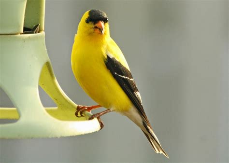 Birding With Lisa De Leon Small Yellow Birds In Newfoundland