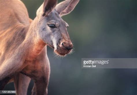 Giant Red Kangaroo Photos And Premium High Res Pictures Getty Images