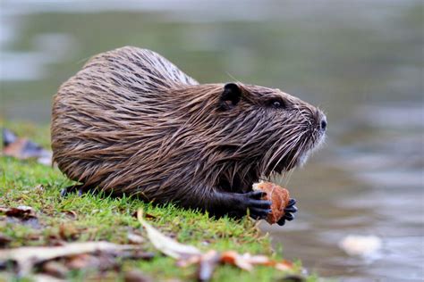 6 Interesting Facts About Beavers Teeth
