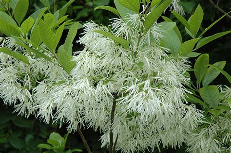 White Fringetree Chionanthus Virginicus In Inver Grove Heights