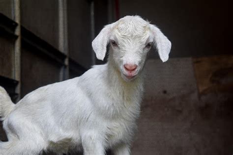 How To Care For Goats Agriculture Monthly