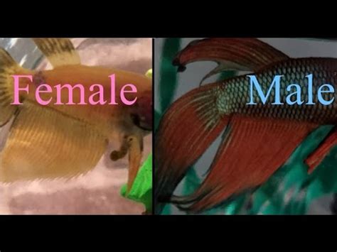 Adding a second betta to a tank with an existing betta. How to Sex your Veiltail Betta - Male or Female? - YouTube
