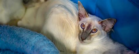 Javanese Cat Cat Breed Information Characteristics And Facts Pet Side