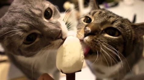 16 Cat Eating Ice Cream 