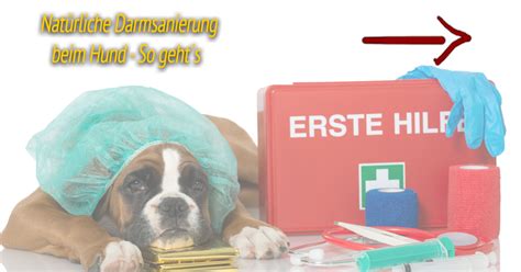 Sie können bis zu 40 gramm (etwa zwölf teelöffel) flohsamenschalen pro tag zu sich nehmen. Natürliche Darmsanierung beim Hund ᐅ Ursachen und Hilfe ᐅ ...