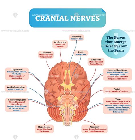 Cranial Nerves Diagram Brain Structure Connections Stock Vector My