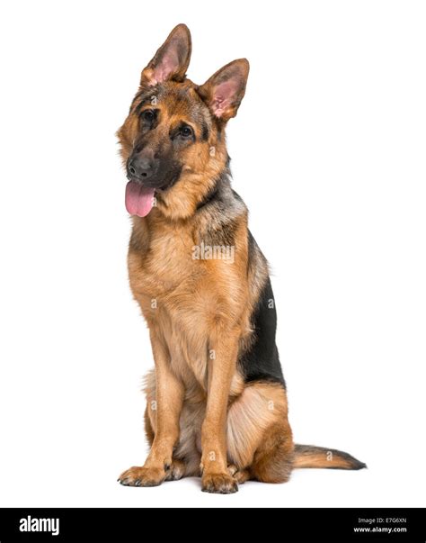 German Shepherd Dog 9 Months Old Against A White Background Stock