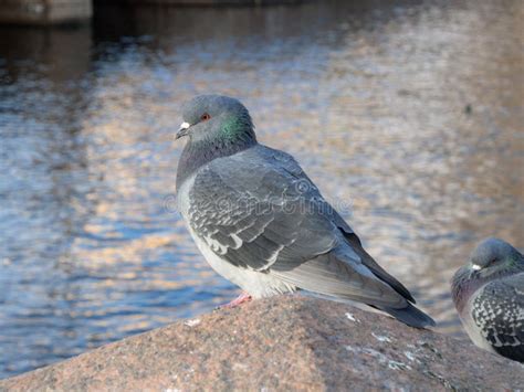 Portrait Of A Gray Dove Stock Image Image Of Wildlife 169556929